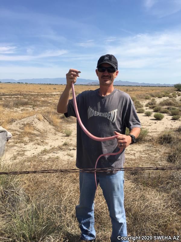 Sonoran Coachwhip (Coluber flagellum cingulum)