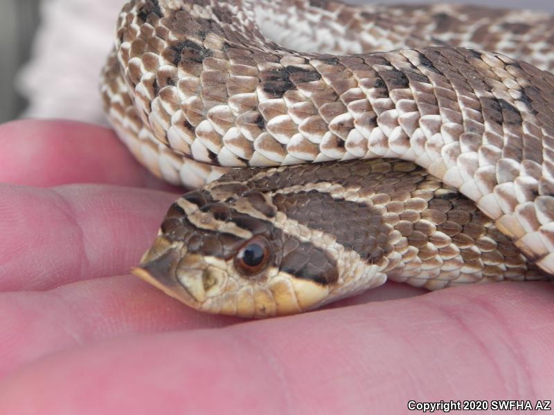 Mexican Hog-nosed Snake (Heterodon kennerlyi)