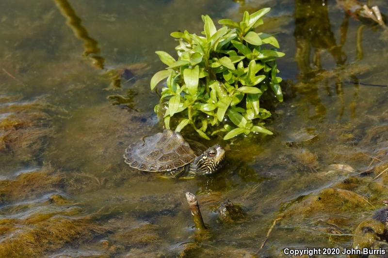 Northern Map Turtle (Graptemys geographica)