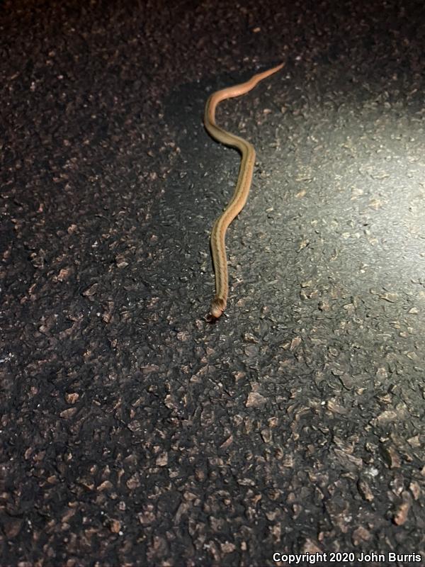 Midland Brownsnake (Storeria dekayi wrightorum)