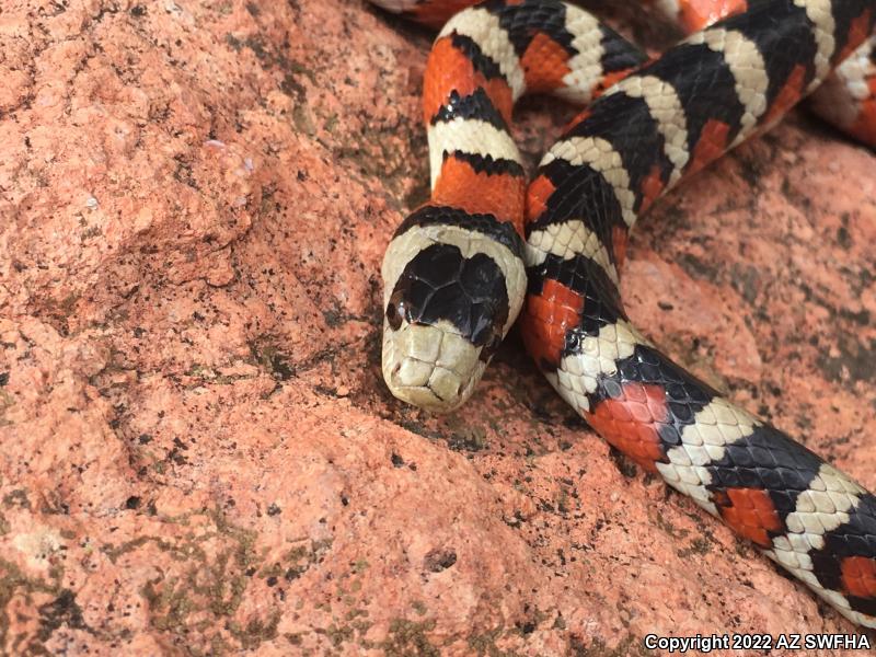 Arizona Mountain Kingsnake (Lampropeltis pyromelana pyromelana)