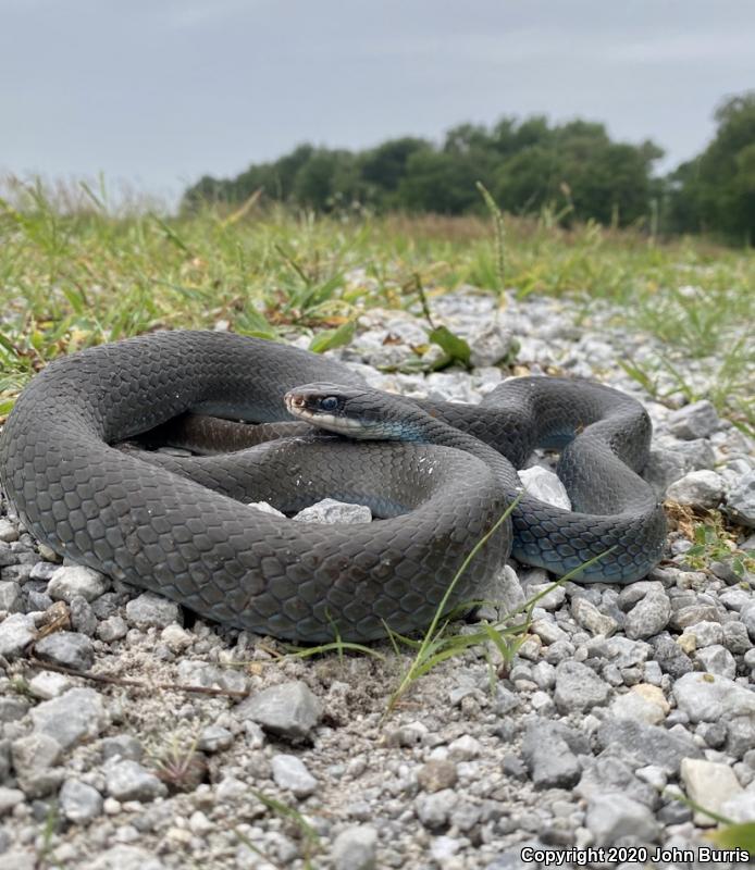 Blue Racer (Coluber constrictor foxii)