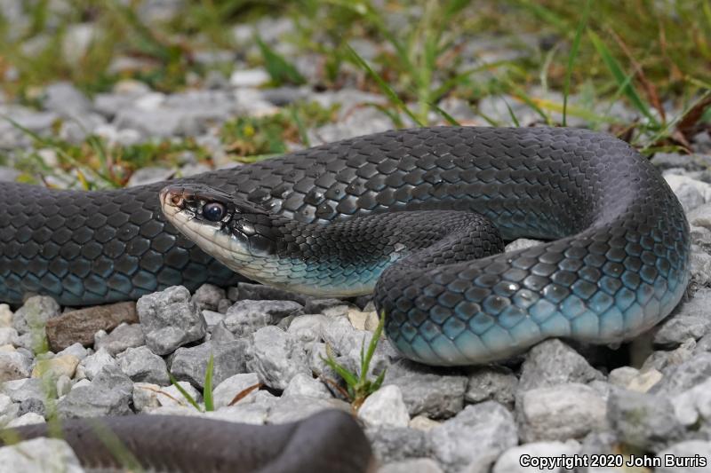 Blue Racer (Coluber constrictor foxii)