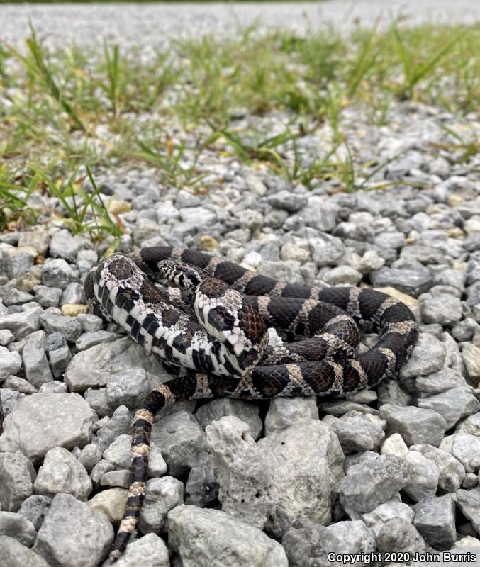 Eastern Milksnake (Lampropeltis triangulum triangulum)