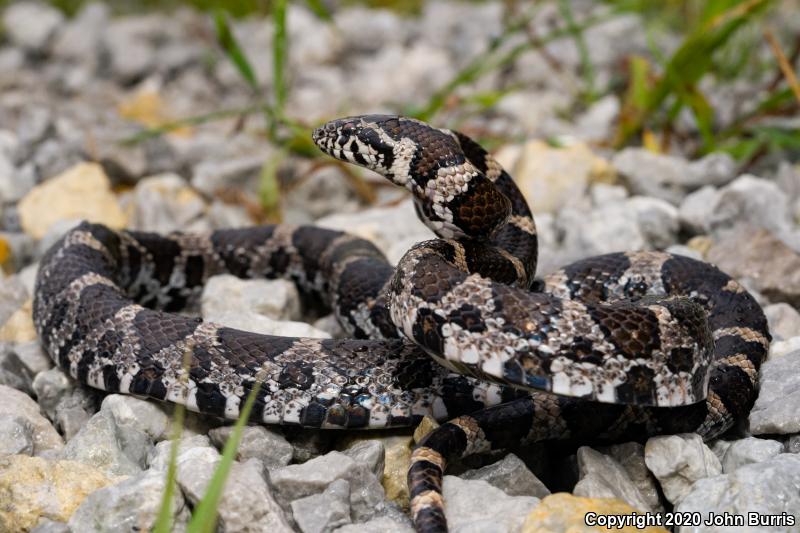 Eastern Milksnake (Lampropeltis triangulum triangulum)