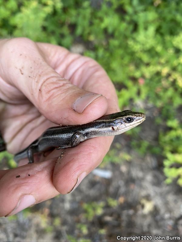 Five-lined Skink (Plestiodon fasciatus)