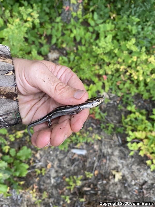 Five-lined Skink (Plestiodon fasciatus)