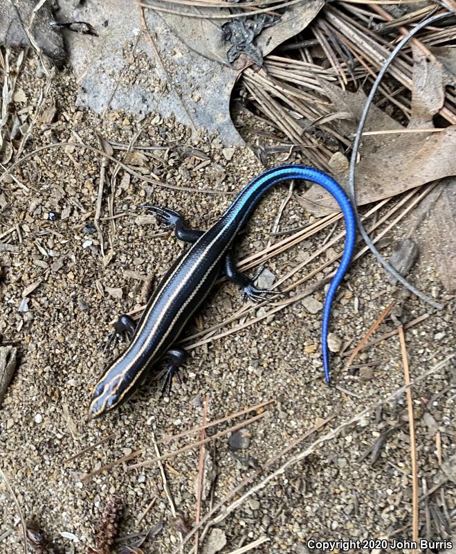 Five-lined Skink (Plestiodon fasciatus)