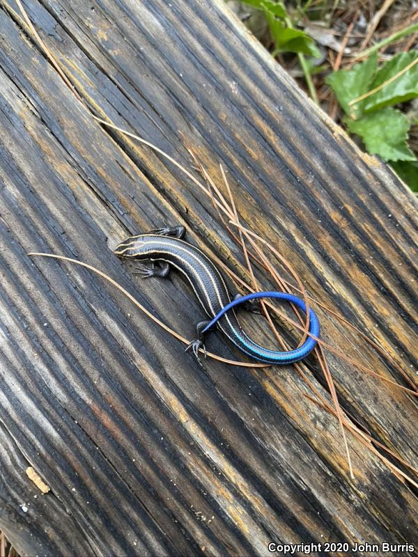 Five-lined Skink (Plestiodon fasciatus)