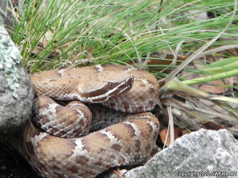 Arizona Ridge-nosed Rattlesnake (Crotalus willardi willardi)