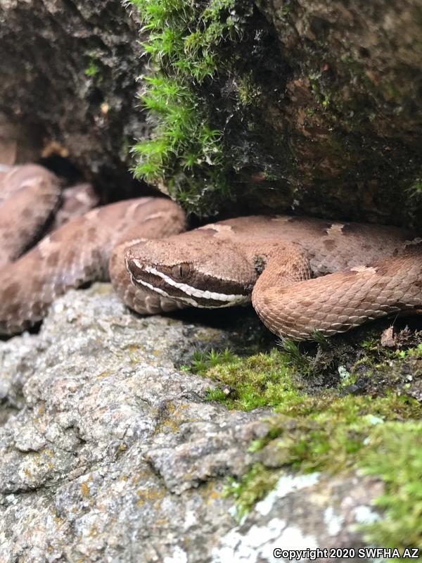 Arizona Ridge-nosed Rattlesnake (Crotalus willardi willardi)