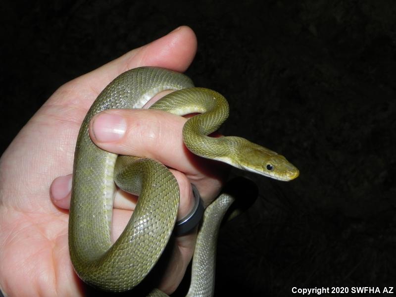 Green Ratsnake (Senticolis triaspis intermedia)