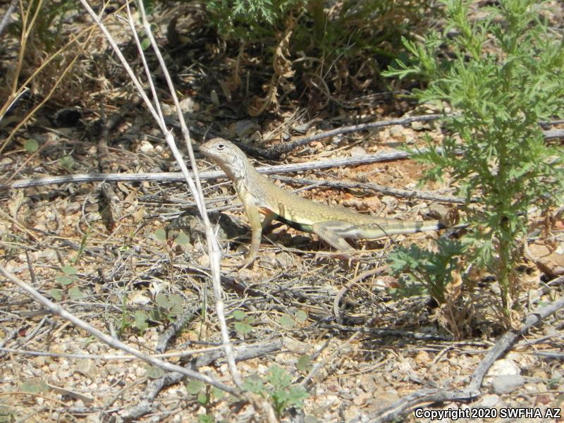 Eastern Zebra-tailed Lizard (Callisaurus draconoides ventralis)