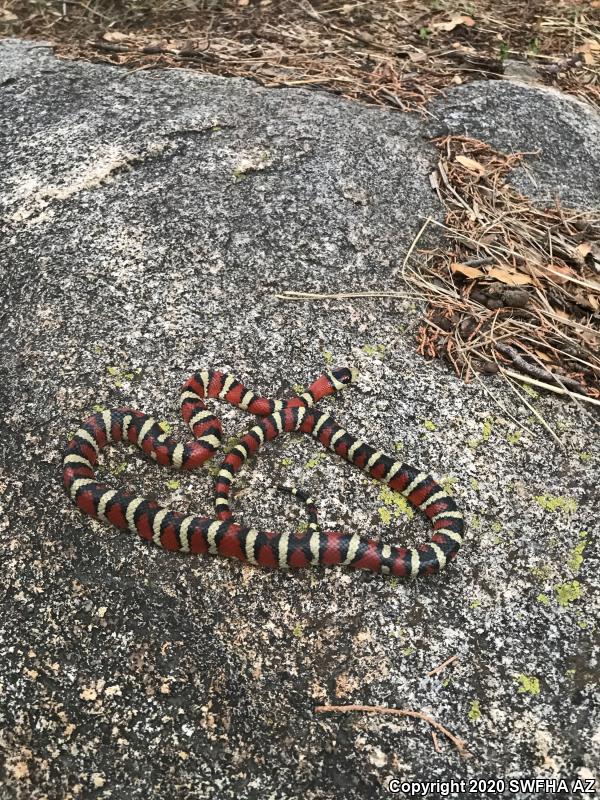 Arizona Mountain Kingsnake (Lampropeltis pyromelana pyromelana)