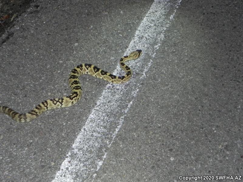 Northern Black-tailed Rattlesnake (Crotalus molossus molossus)