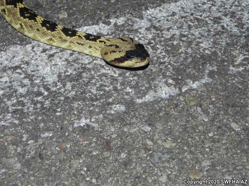 Northern Black-tailed Rattlesnake (Crotalus molossus molossus)