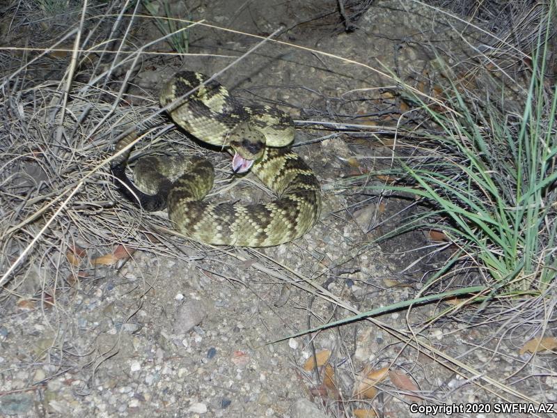 Northern Black-tailed Rattlesnake (Crotalus molossus molossus)