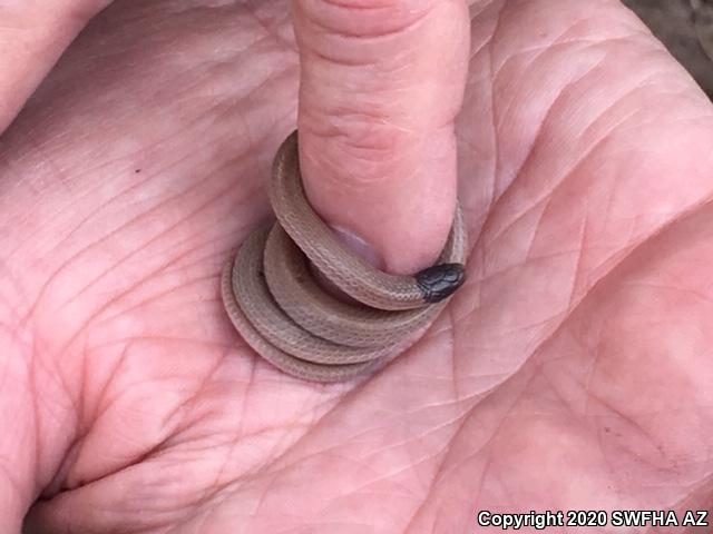 Smith's Black-headed Snake (Tantilla hobartsmithi)