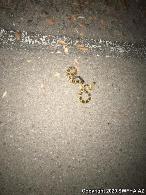 Northern Black-tailed Rattlesnake (Crotalus molossus molossus)