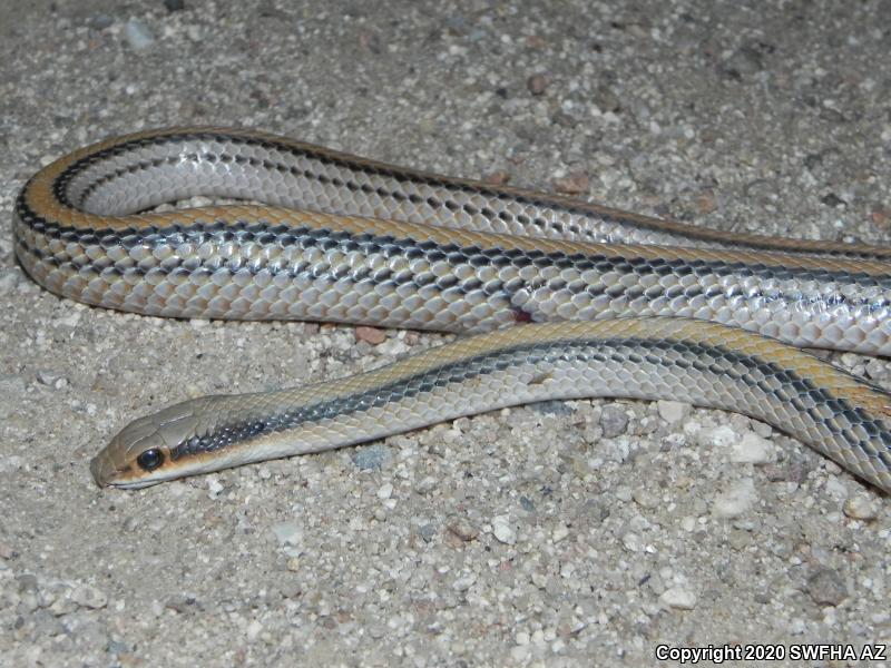 Big Bend Patch-nosed Snake (Salvadora hexalepis deserticola)