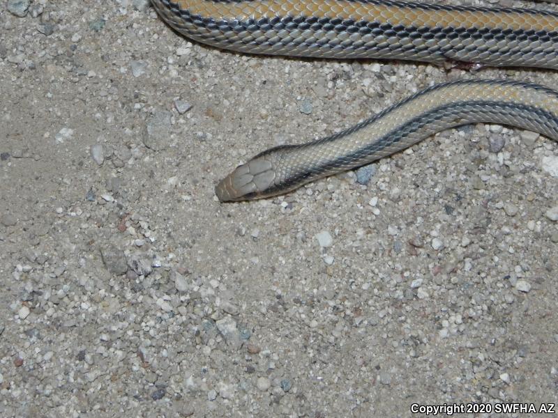 Big Bend Patch-nosed Snake (Salvadora hexalepis deserticola)