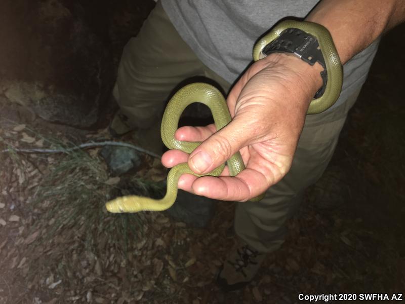 Green Ratsnake (Senticolis triaspis intermedia)