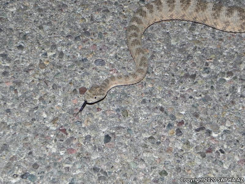 Tiger Rattlesnake (Crotalus tigris)