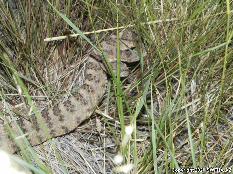 Tiger Rattlesnake (Crotalus tigris)