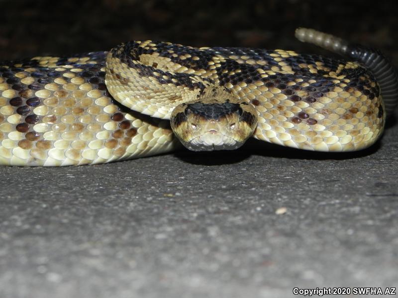 Northern Black-tailed Rattlesnake (Crotalus molossus molossus)