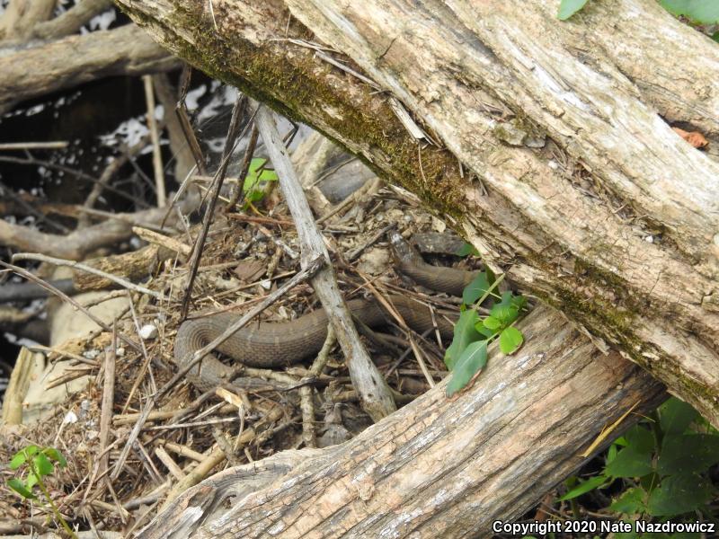 Northern Watersnake (Nerodia sipedon sipedon)