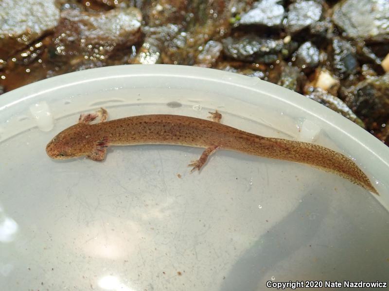 Northern Red Salamander (Pseudotriton ruber ruber)