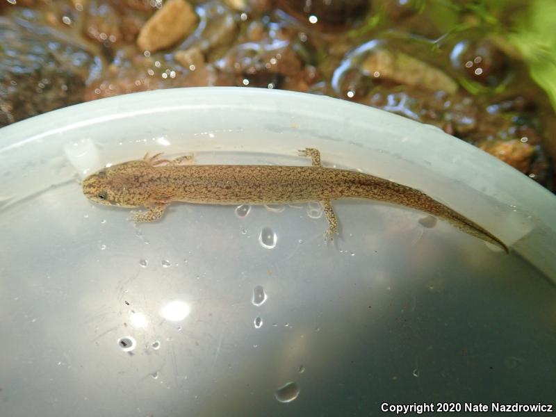 Northern Red Salamander (Pseudotriton ruber ruber)