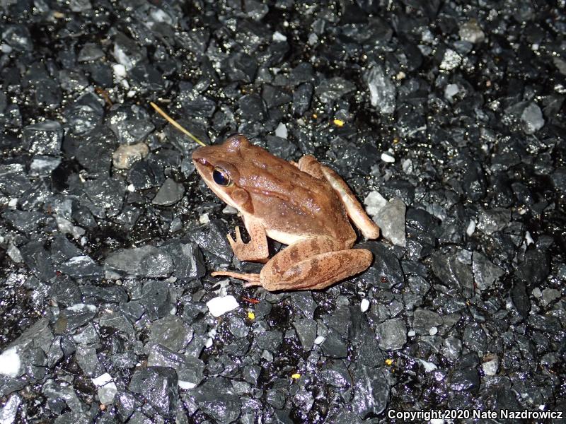 Wood Frog (Lithobates sylvaticus)