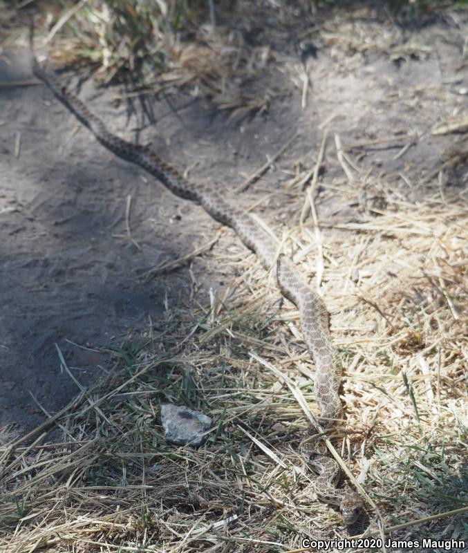 Pacific Gopher Snake (Pituophis catenifer catenifer)