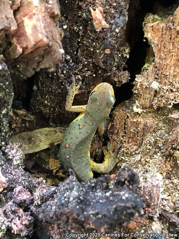 Eastern Newt (Notophthalmus viridescens)