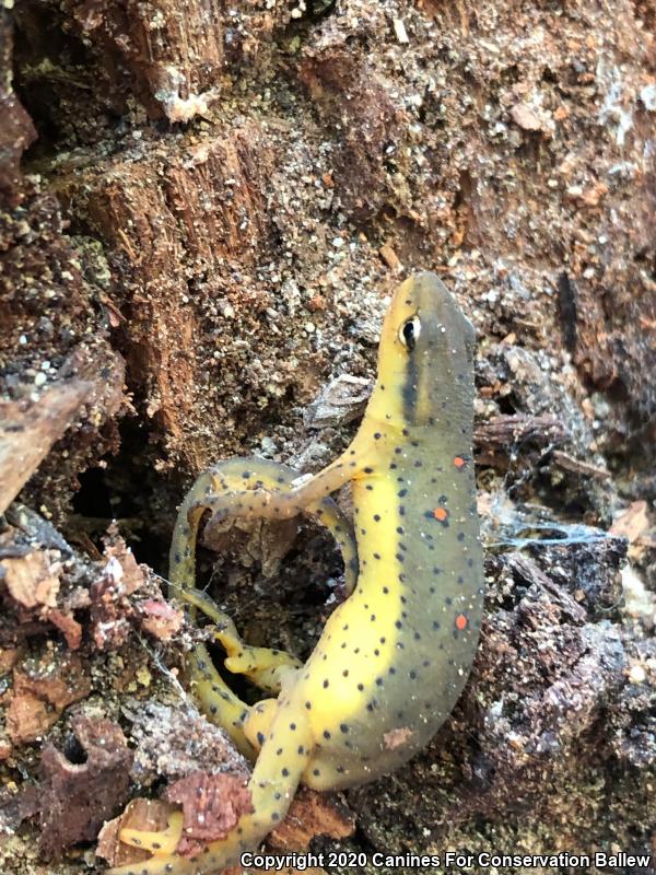 Eastern Newt (Notophthalmus viridescens)