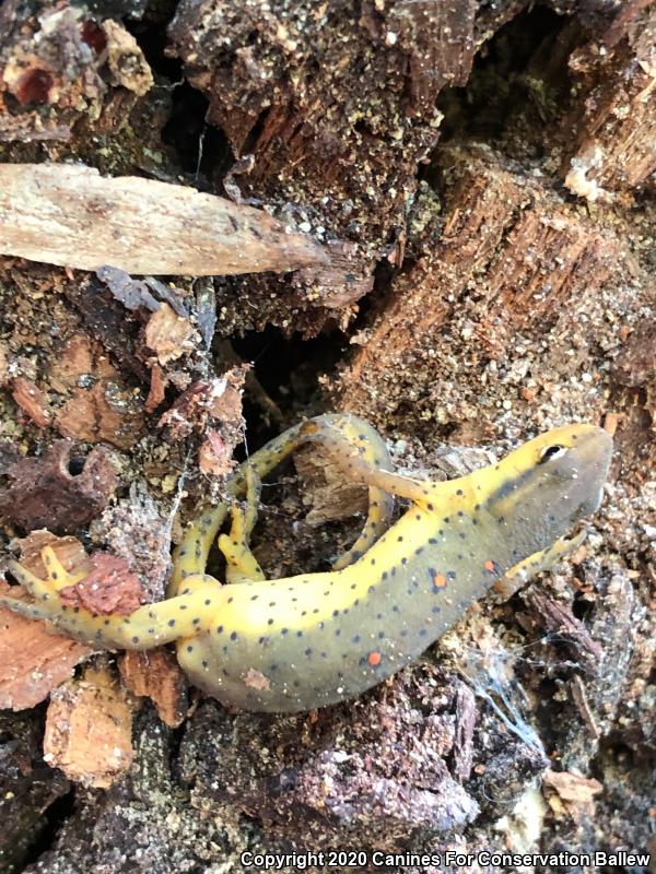 Eastern Newt (Notophthalmus viridescens)