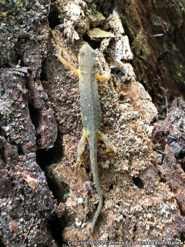 Eastern Newt (Notophthalmus viridescens)