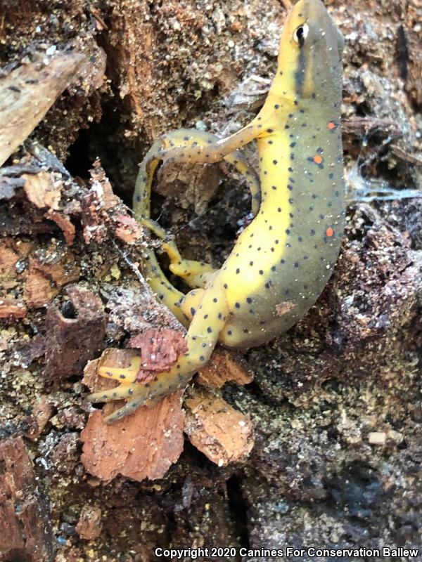 Eastern Newt (Notophthalmus viridescens)