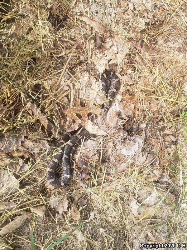 Eastern Milksnake (Lampropeltis triangulum triangulum)