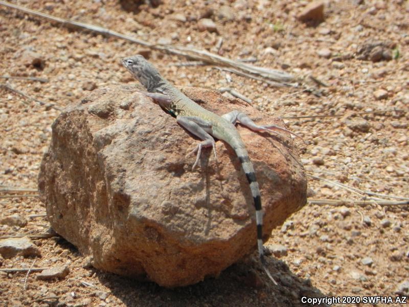 Eastern Zebra-tailed Lizard (Callisaurus draconoides ventralis)