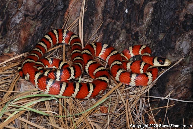 Sonoran Mountain Kingsnake (Lampropeltis pyromelana)