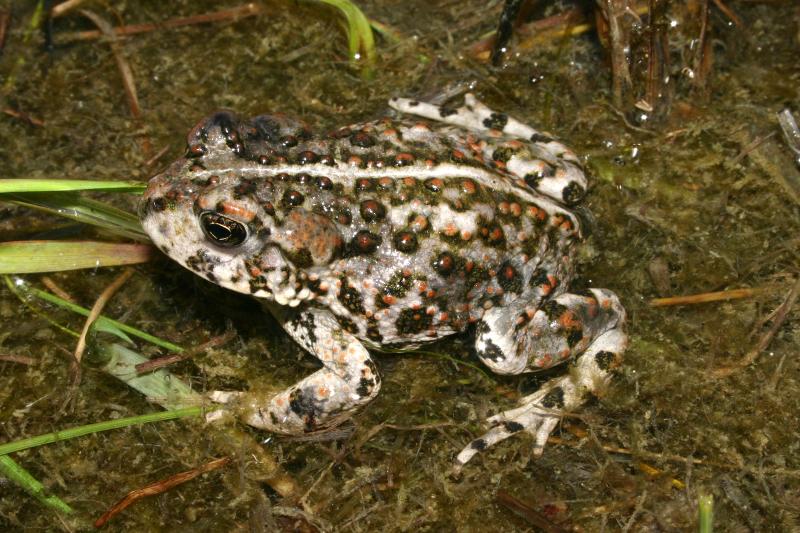 Amargosa Toad (Anaxyrus nelsoni)