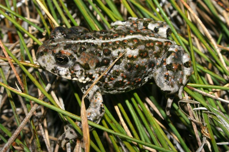Amargosa Toad (Anaxyrus nelsoni)