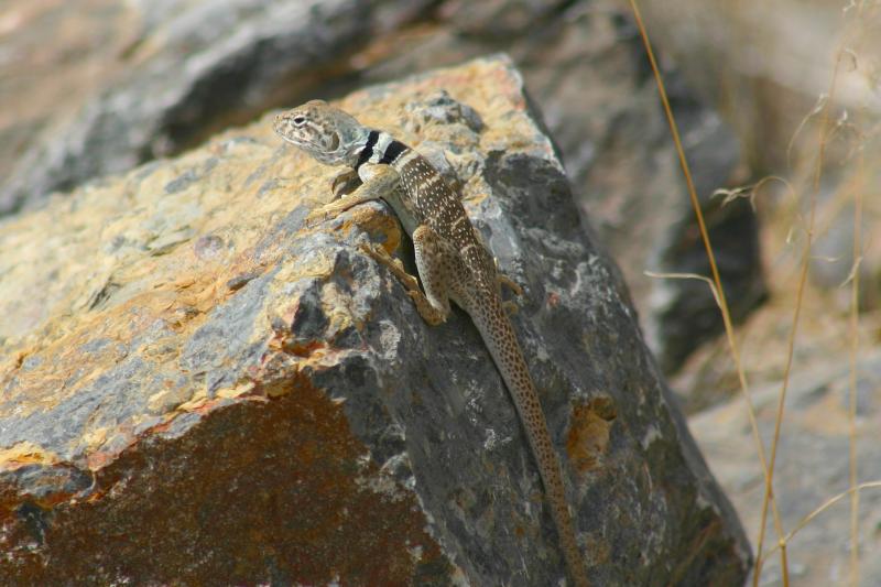 Great Basin Collared Lizard (Crotaphytus bicinctores)