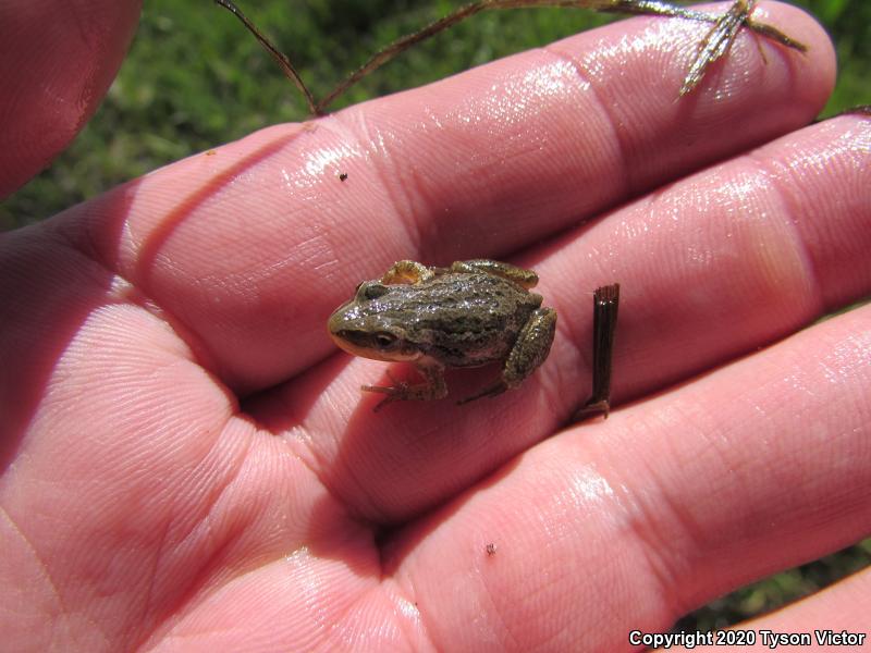 Boreal Chorus Frog (Pseudacris maculata)