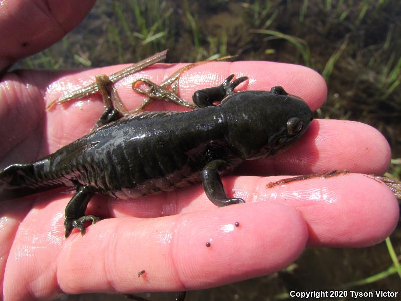 Arizona Tiger Salamander (Ambystoma mavortium nebulosum)