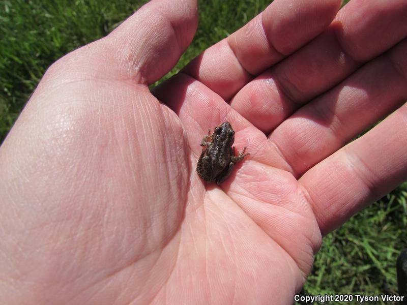 Boreal Chorus Frog (Pseudacris maculata)