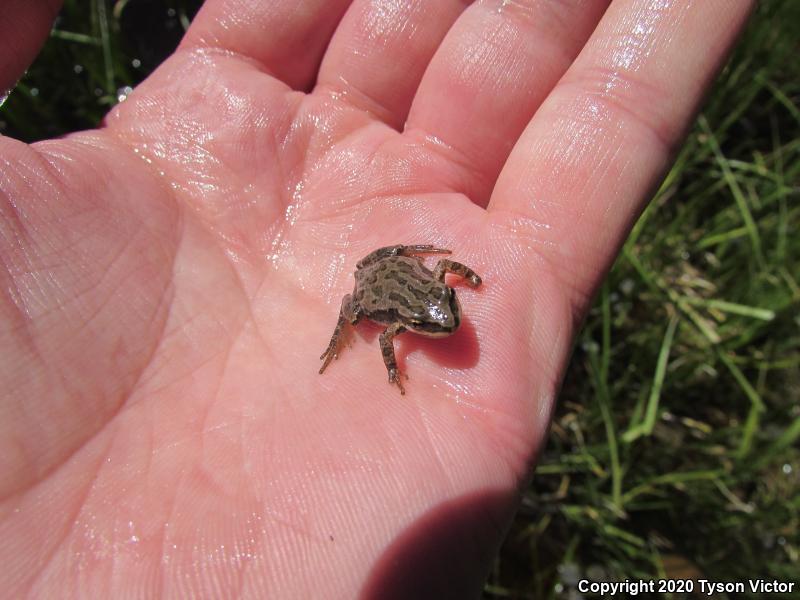 Boreal Chorus Frog (Pseudacris maculata)