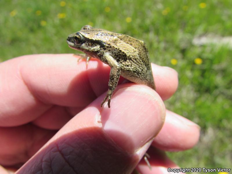 Boreal Chorus Frog (Pseudacris maculata)